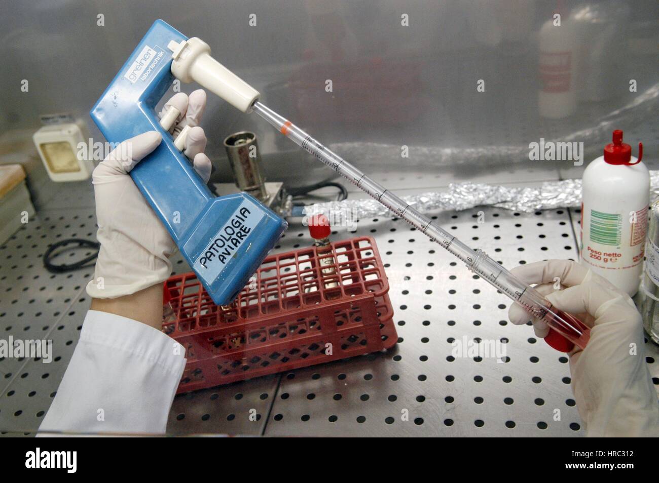 Zooprophyilactic istituto per la Lombardia e l'Emilia (talia), la ricerca scientifica sull'influenza aviaria Foto Stock