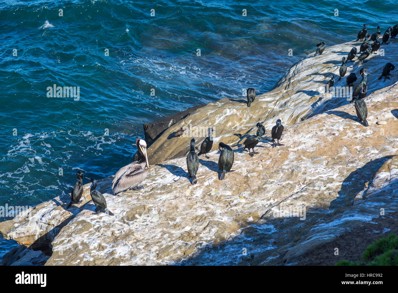 Pelican e cormorani sul La Jolla, costa Californiana. Foto Stock