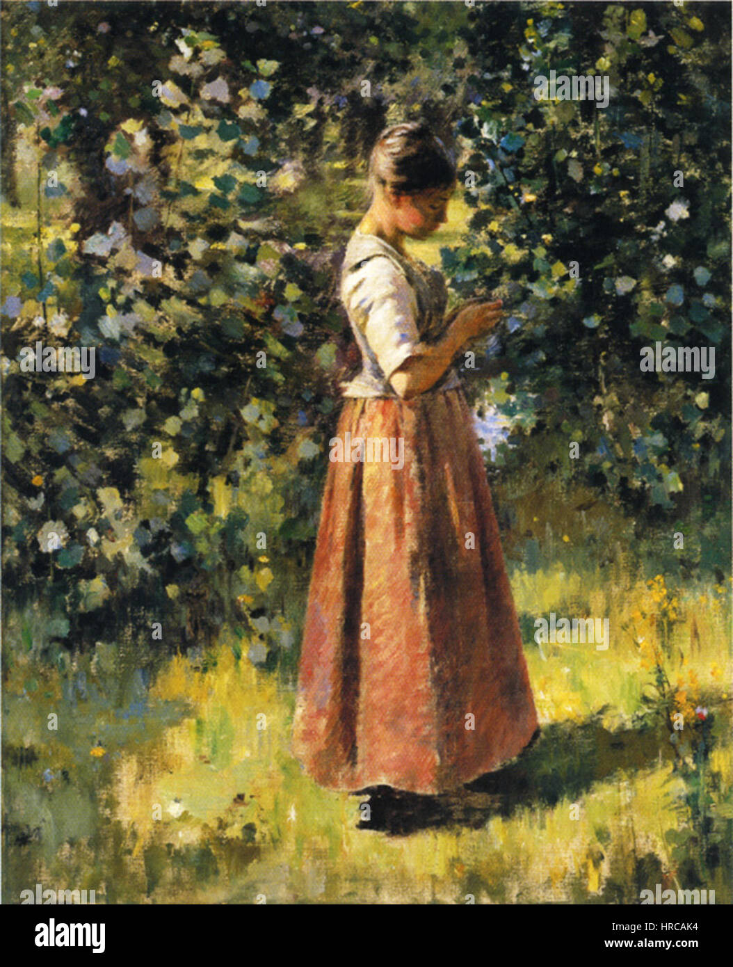 Robinson In The Grove Foto Stock