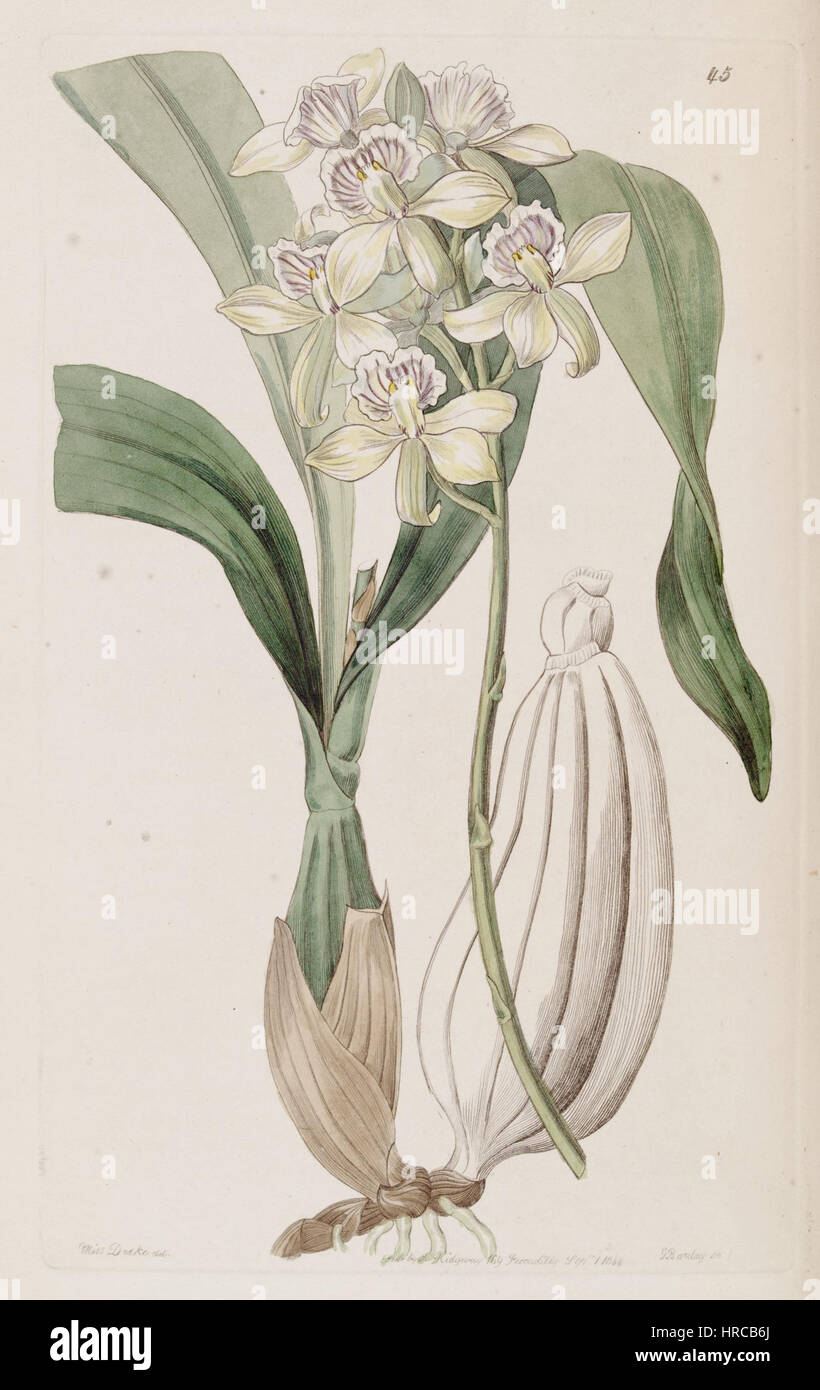 Un'illustrazione del 1844 del registro botanico di Edwards raffigura Prosthechea radiata, precedentemente nota come Epidendrum radiatum, che mostra le sue caratteristiche floreali distintive. Foto Stock