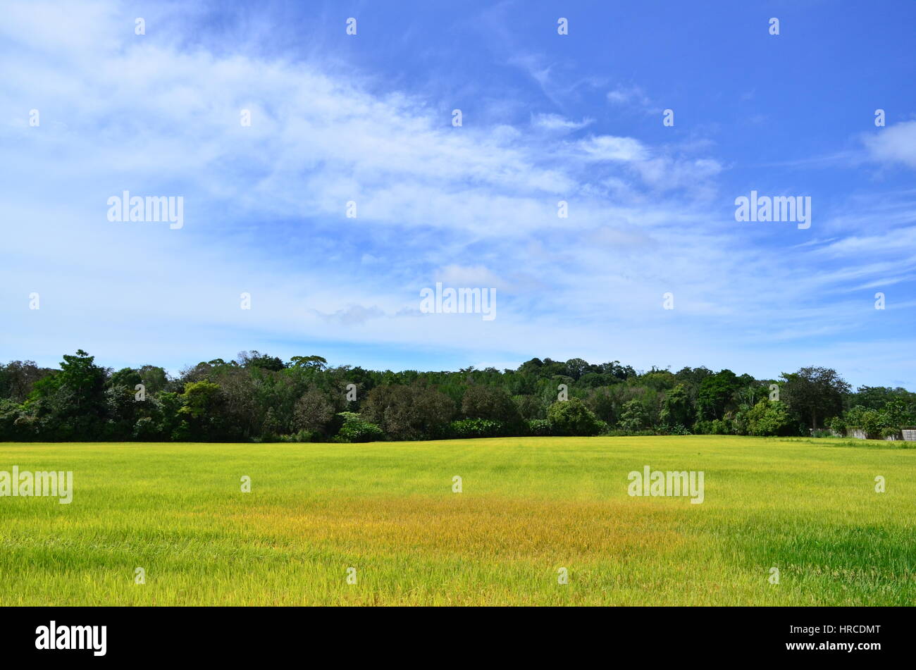 La campagna in Costa Rica Foto Stock