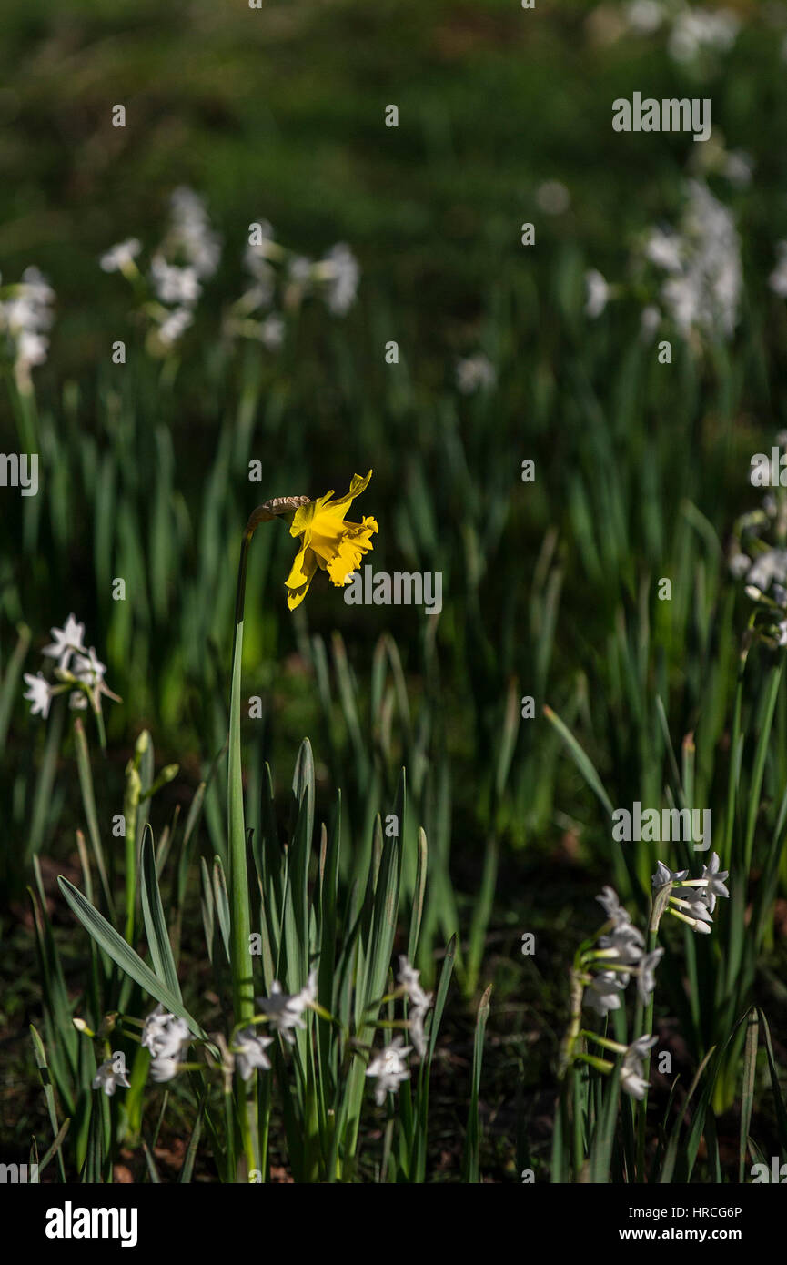 Giallo singolo daffodil Foto Stock