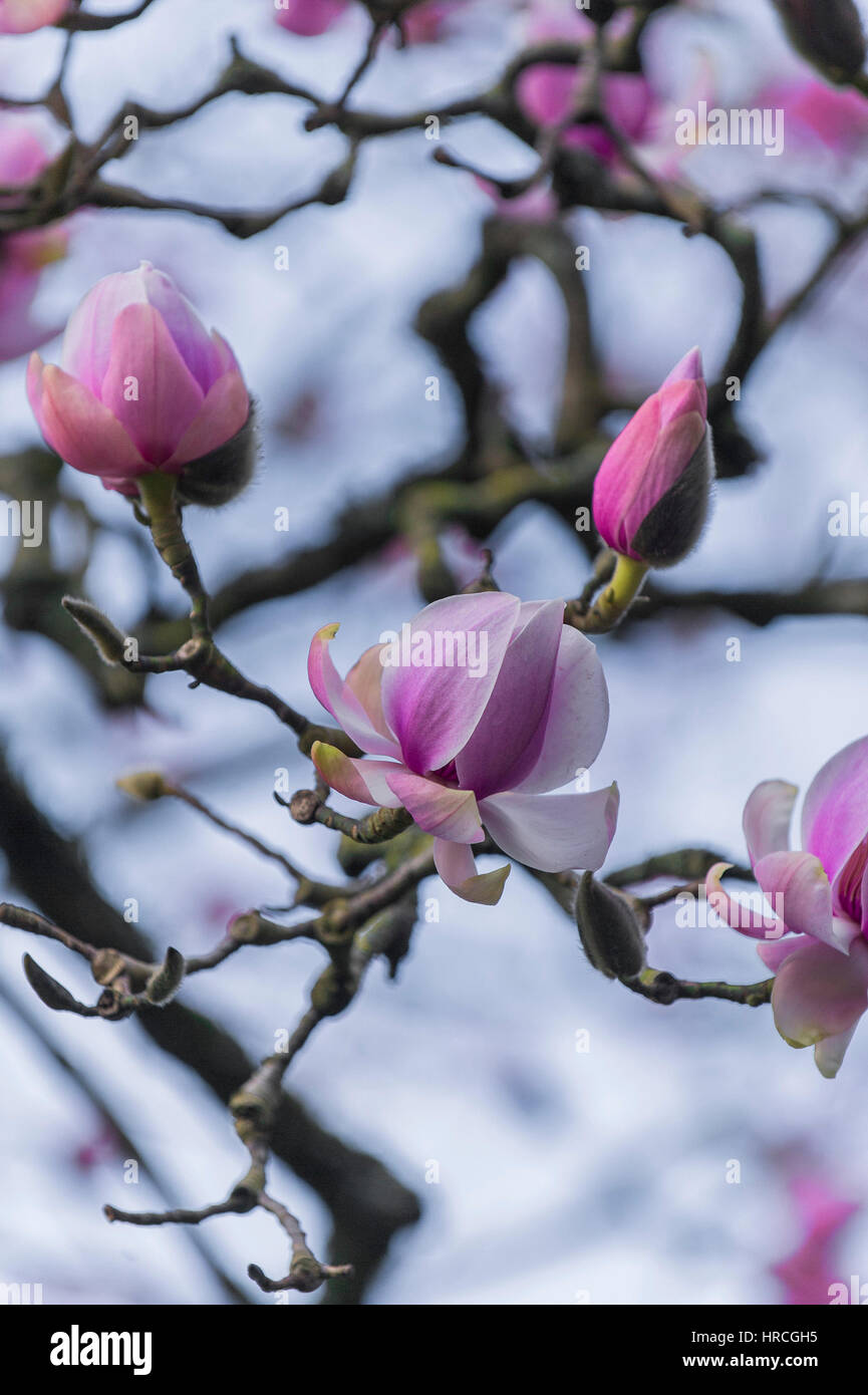 Albero di Magnolia fiore primavera precoce della Magnoliacee Magnolia campbellii. Foto Stock
