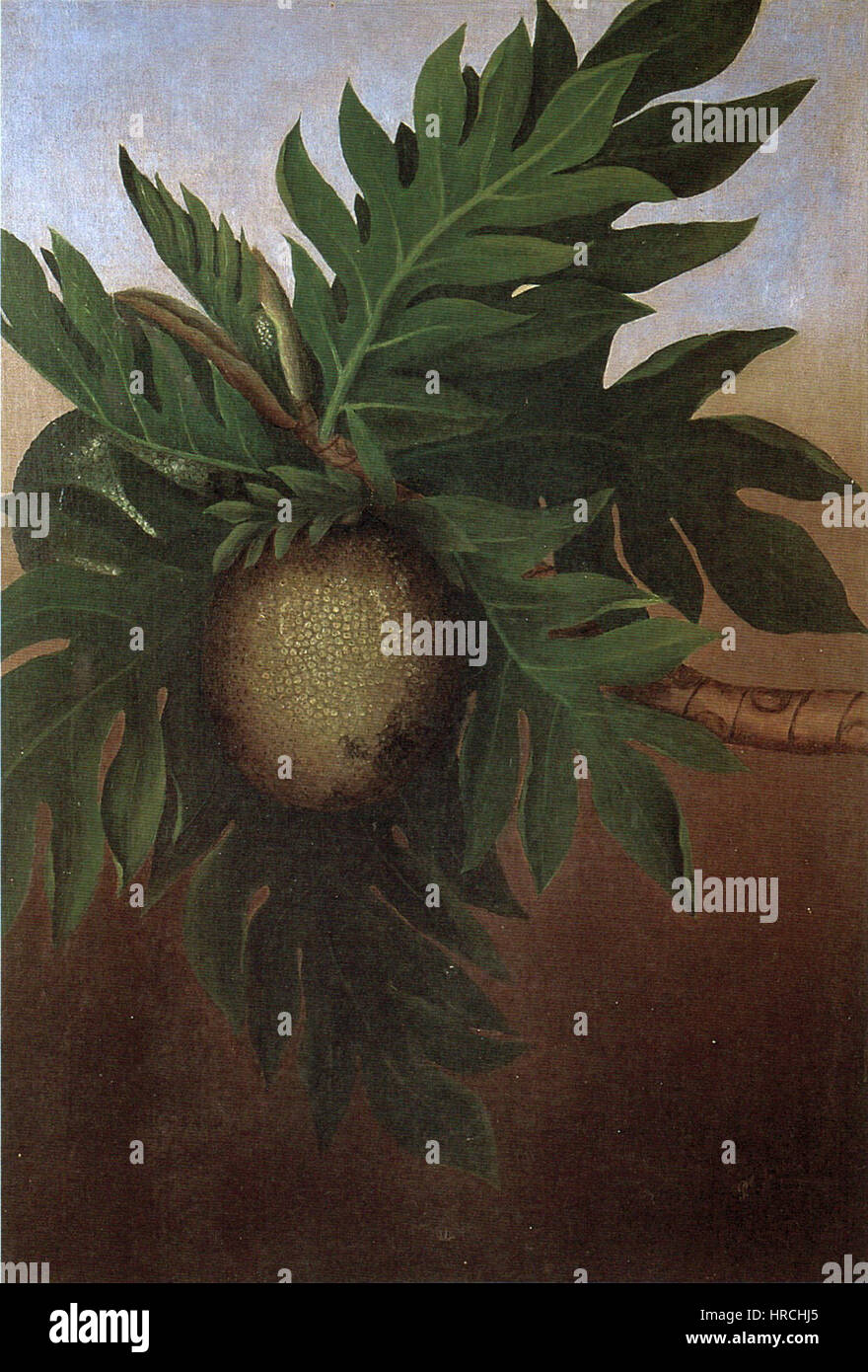 Persis Goodale Thurston Taylor - "Hawaiian" l'albero del pane, olio su tela, c. 1890 Foto Stock