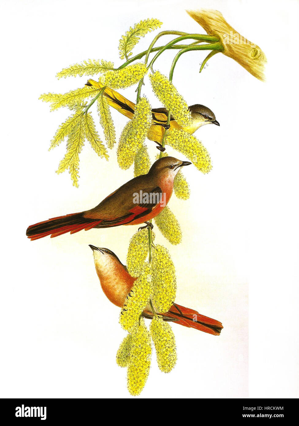 RosyMinivetGould Foto Stock