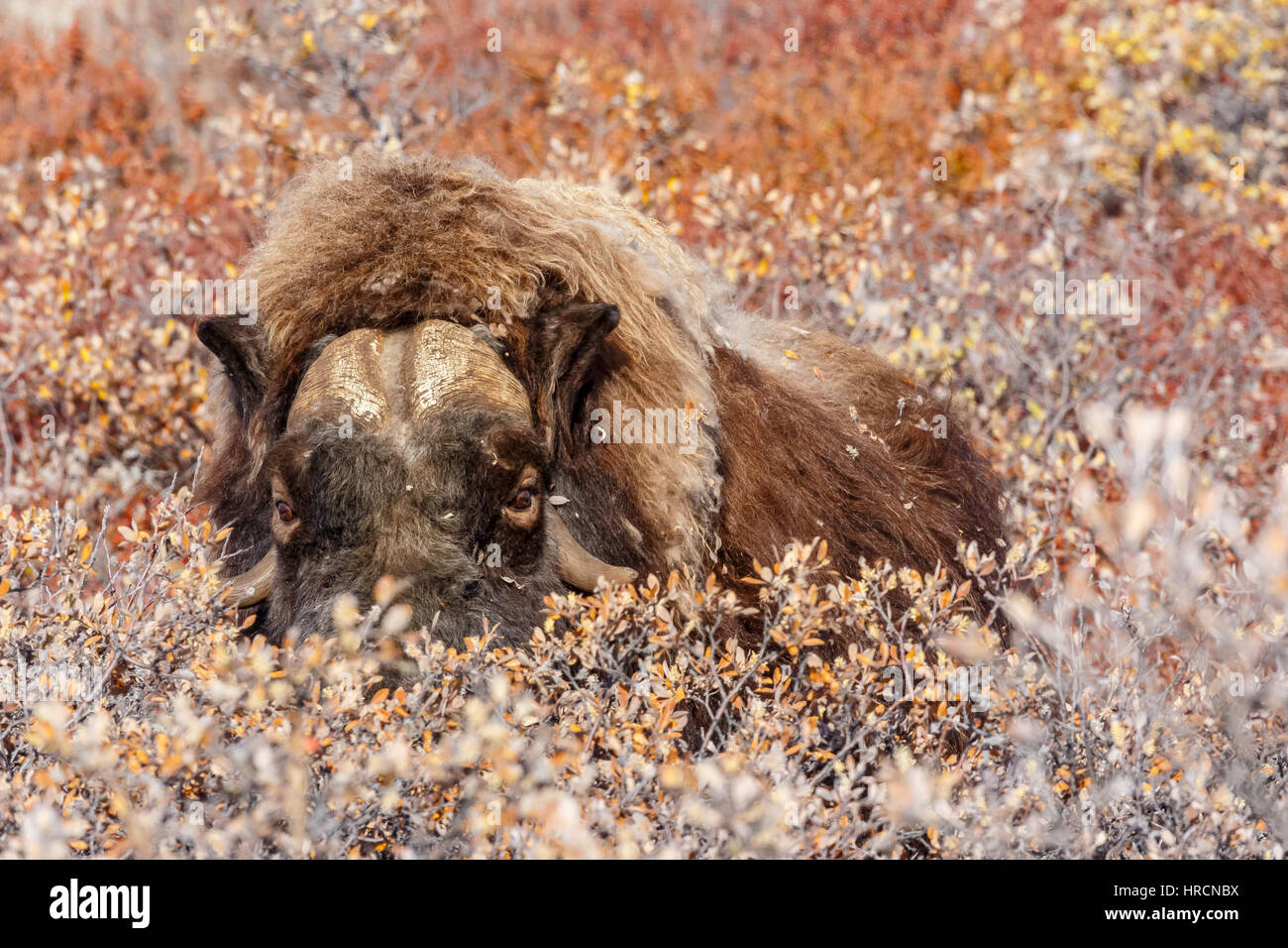 Un peloso Musk Ox nascondere in boccole, vicino al villaggio di Kangerlusuaq, Groenlandia Foto Stock