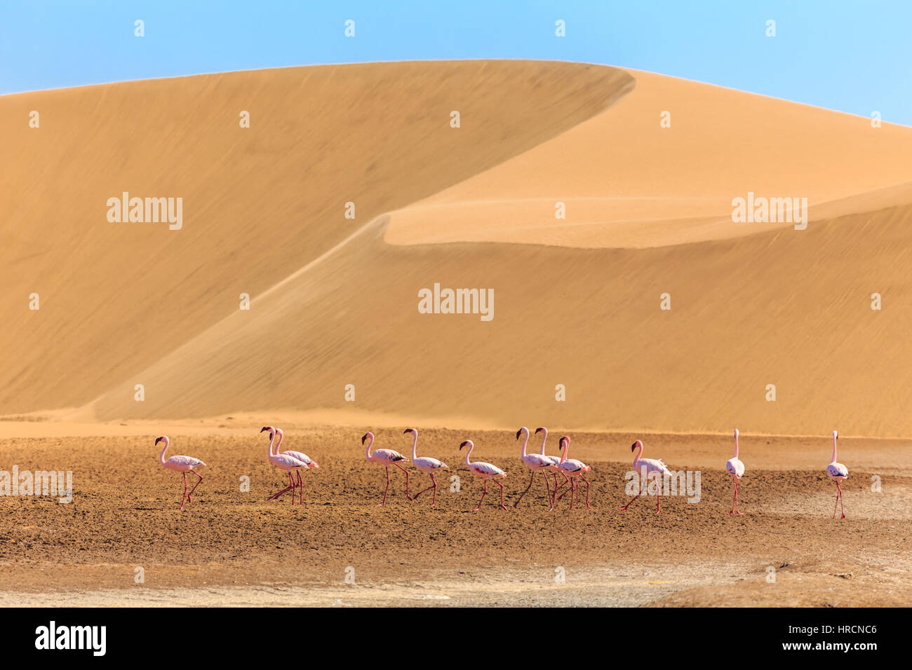 Gregge di fenicottero rosa marciare lungo le dune nel deserto del Kalahari, Namibia Foto Stock