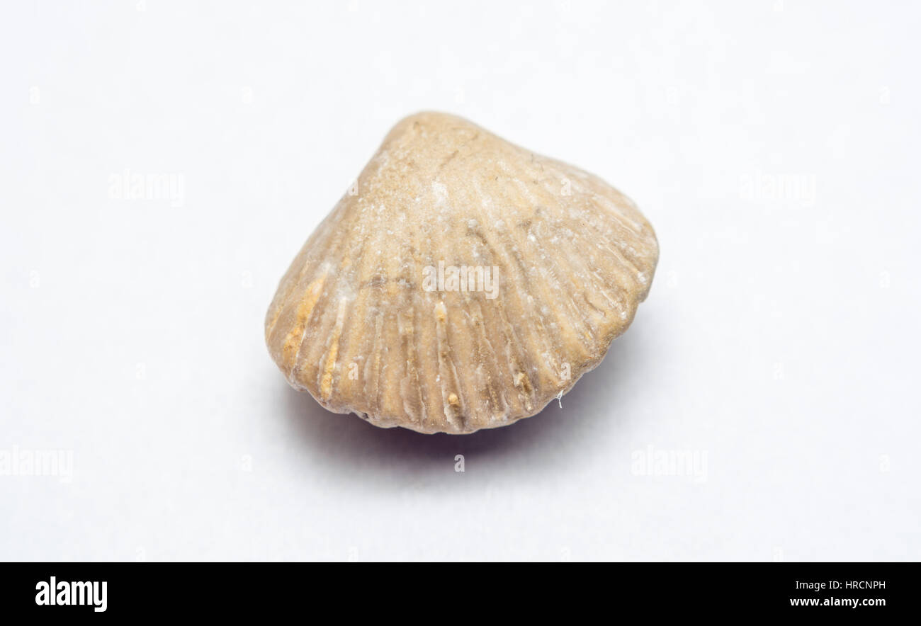Close up di un isolato brachiopod fossili trovati in Normandia, Francia. Foto Stock