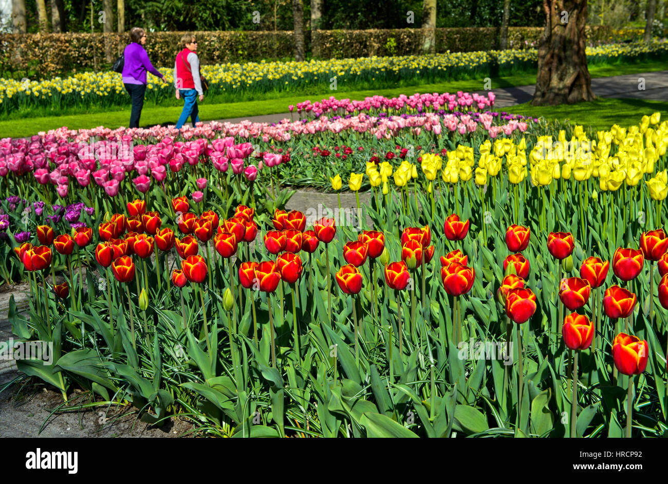 Letti di fiori con tulipani olandesi, Keukenhof giardini di fiori Lisse, Paesi Bassi Foto Stock