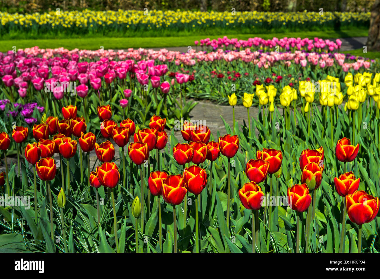 Letti di fiori con tulipani olandesi, Keukenhof giardini di fiori Lisse, Paesi Bassi Foto Stock