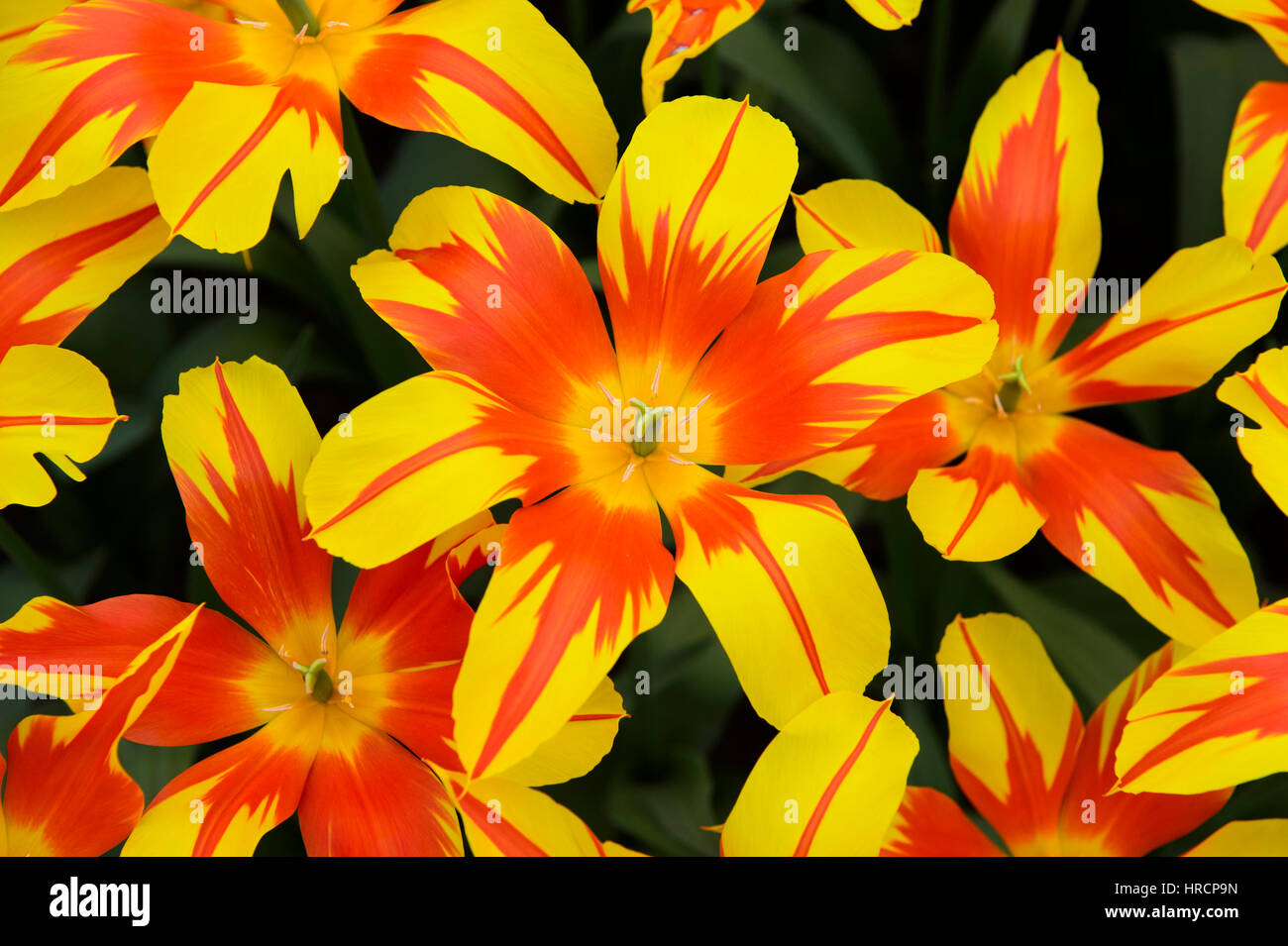 I Tulipani di ali di fuoco, Keukenhof giardini di fiori Lisse, Paesi Bassi Foto Stock