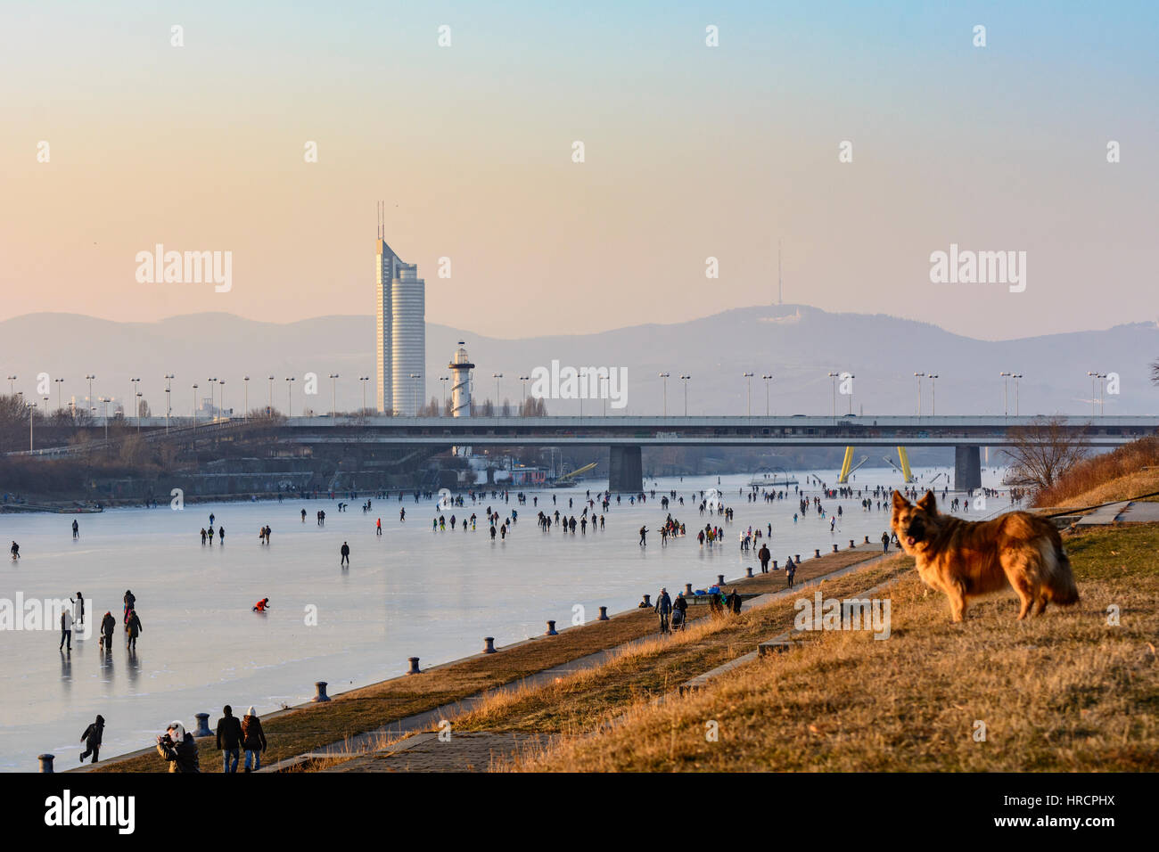 Wien, Vienna, Nuovo Danubio congelate, Millenium Tower, Reichsbrücke, skater skater ghiaccio, ghiaccio, cane, 22. Donaustadt, Wien, Austria Foto Stock