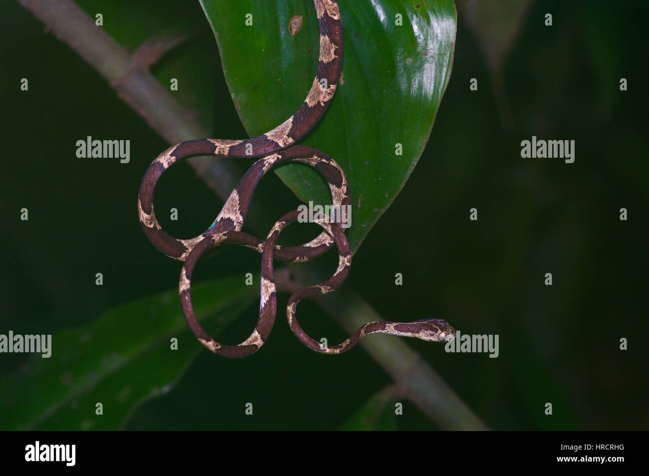 Un comune a spirale blunt-testa di serpente ad albero (Imantodes cenchoa) penzolanti nella foresta amazzonica in Loreto, Perù Foto Stock