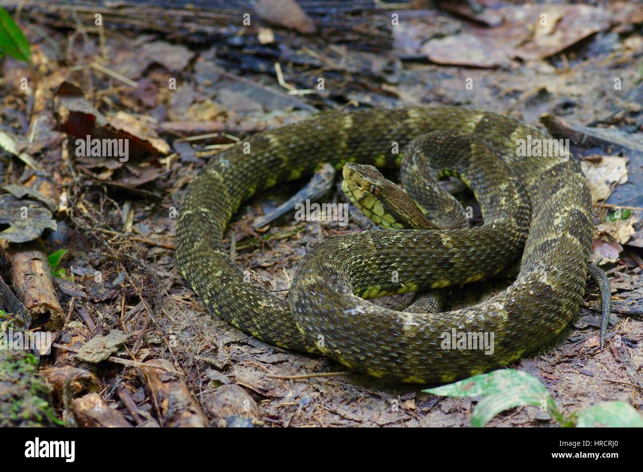 Un Sud Americana fer-de-Lancia (Bothrops atrox) avvolta sulla foresta pluviale amazzonica piano a Loreto, Perù Foto Stock