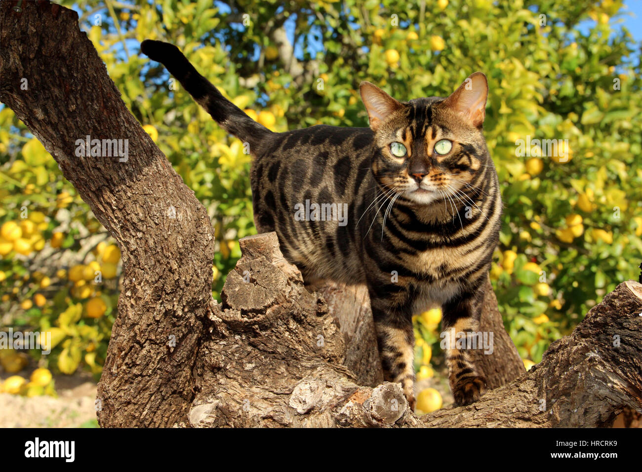 Il gatto domestico, bengala carbone, in piedi su un ramo di un albero di limone Foto Stock
