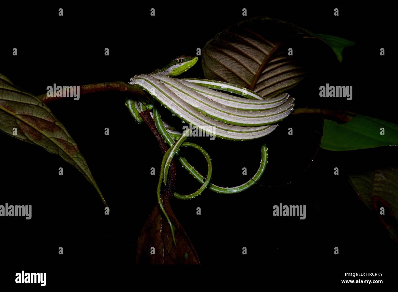 Un gocciolamento verde bagnato-striped Vine Snake (Philodryas argentea) avvolta nella foresta amazzonica in notturna a Loreto, Perù Foto Stock