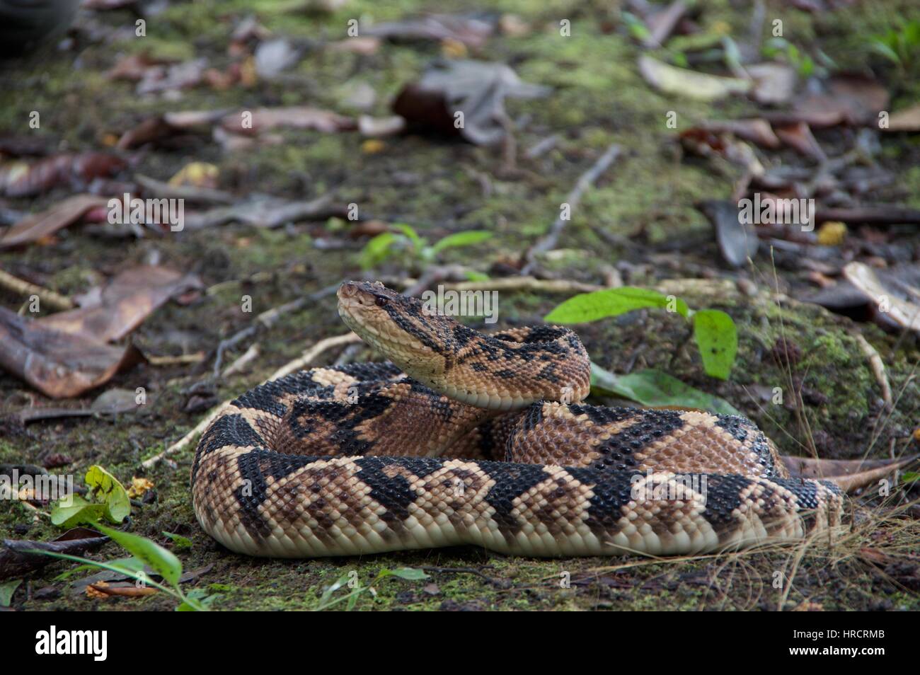 Un Sud Americana Bushmaster snake (Lachesis muta muta) avvolta sulla foresta pluviale amazzonica piano a Loreto, Perù Foto Stock