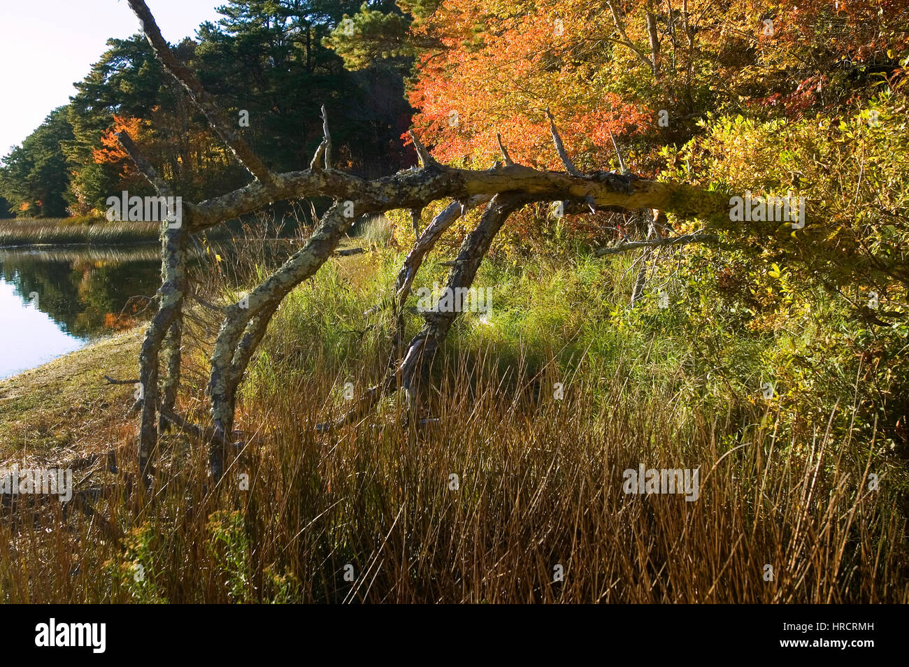 Un albero caduto accanto ad un laghetto rurale su Cape Cod, Massachusetts in autunno. Foto Stock