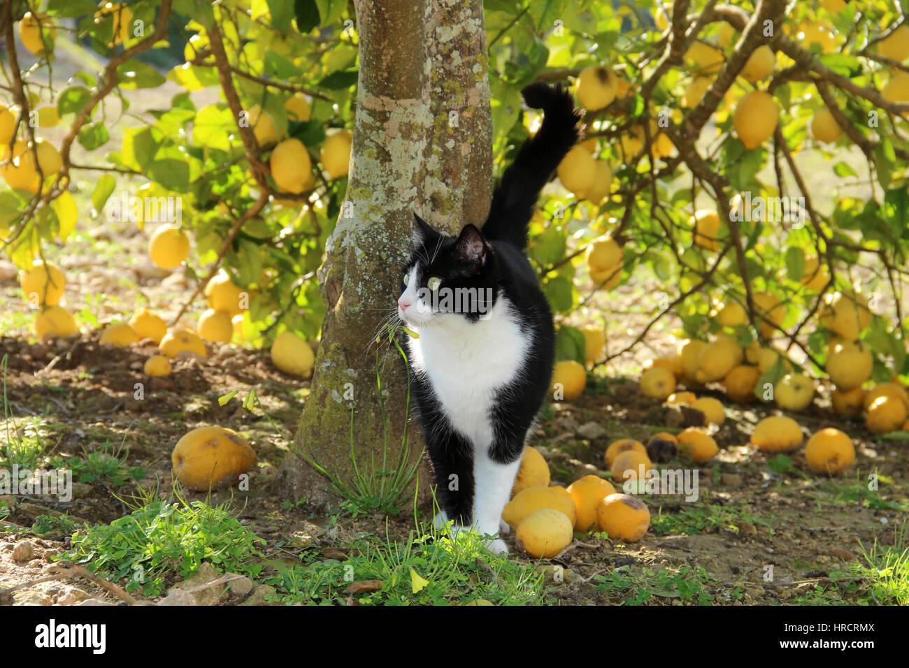 lemon tree and cats