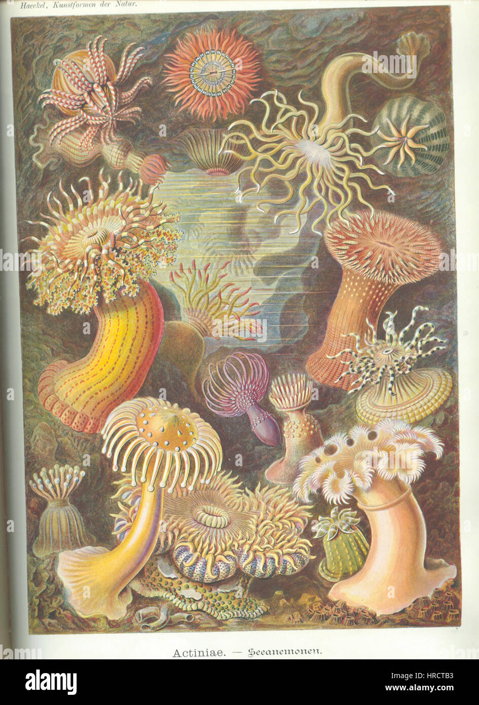 "Actiniae" di Ernst Haeckel è un'illustrazione scientifica che mette in mostra l'intricata bellezza degli anemoni marini. Il lavoro di Haeckel è celebrato per le sue dettagliate raffigurazioni della vita marina e il suo contributo alla comprensione delle forme naturali. Foto Stock