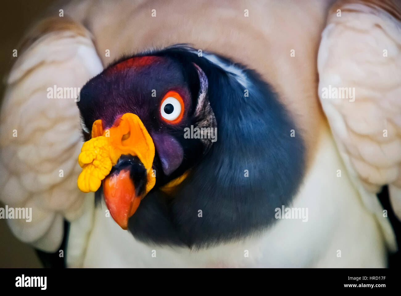 King Vulture (Sarcoramphus papa), fotografato in Itaúnas dune, Espirito Santo - Brasile. Foresta atlantica Biome. Foto Stock