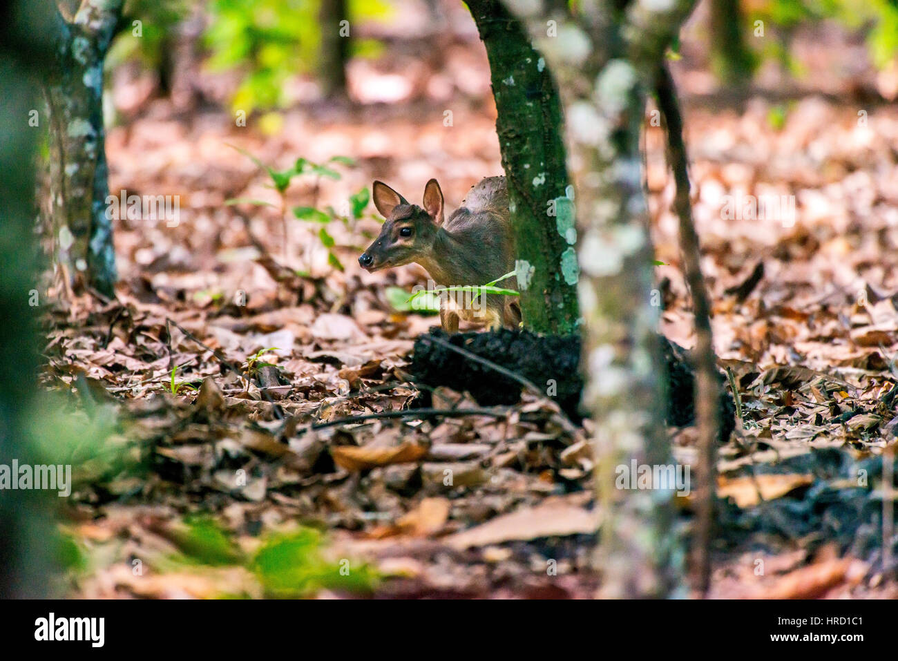 (Mazama gouazoubira) fotografato in fattoria Cupido & Refúgio, em Linhares, Espirito Santo - Brasile. Foto Stock
