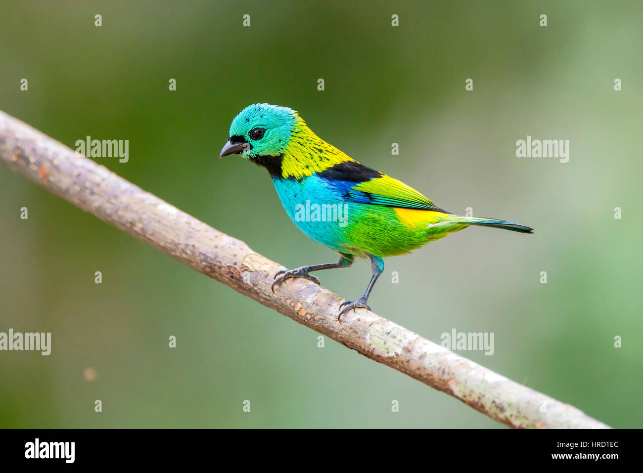 Verde-guidato Tanager (Tangara seledon) fotografato in Sooretama, Espirito Santo, Brasile; foresta Atlantica biome. Foto Stock