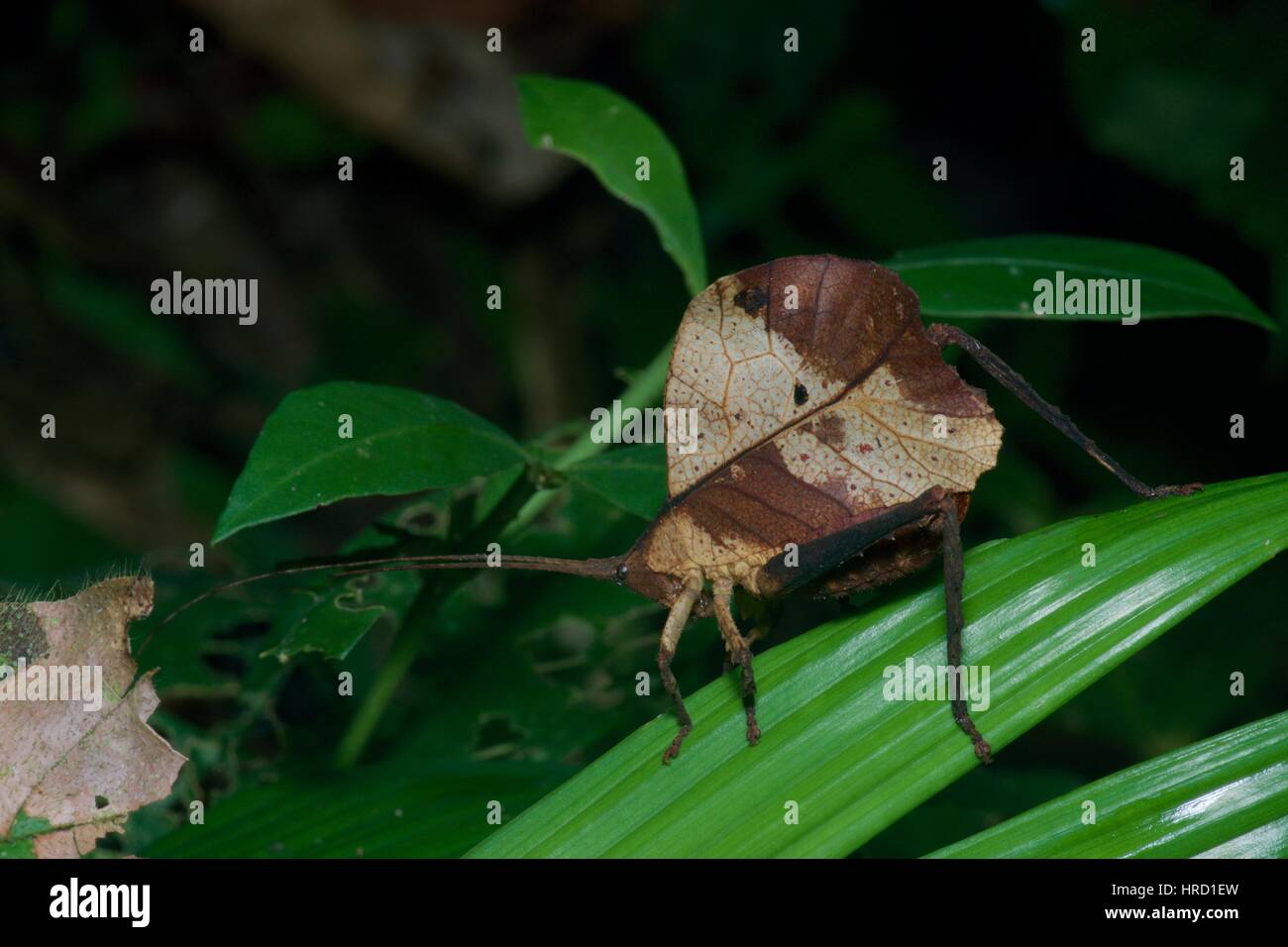 Un dead-foglia di imitare katydid (Typophyllum sp.) su una foglia nella foresta amazzonica in notturna a Loreto, Perù Foto Stock