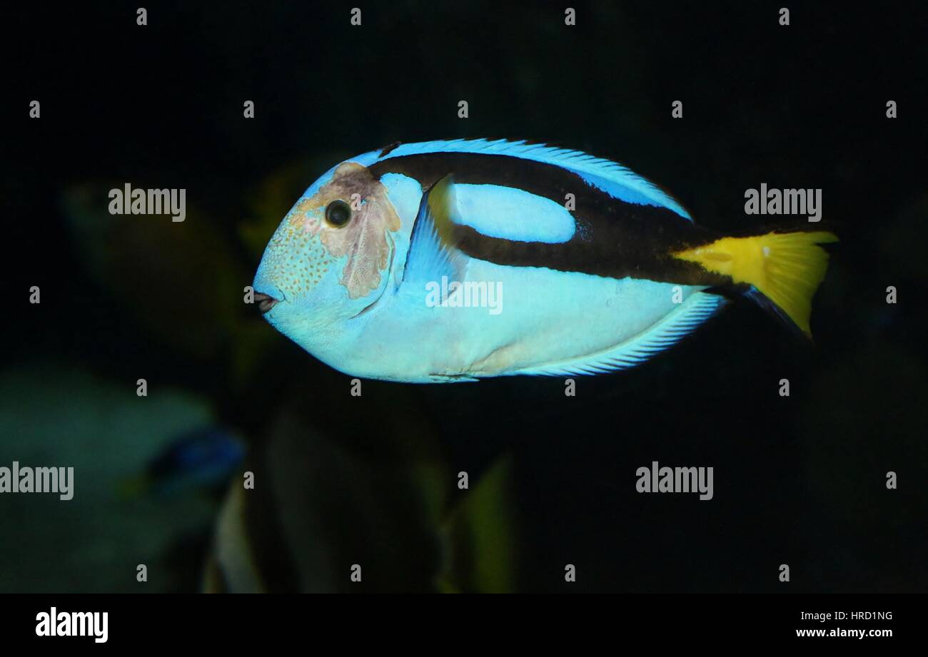 Pacific Blue Tang (Paracanthurus hepatus), Aka Regal o blu royal codolo o blu surgeonfish Flagtail, aka 'Dory' Foto Stock