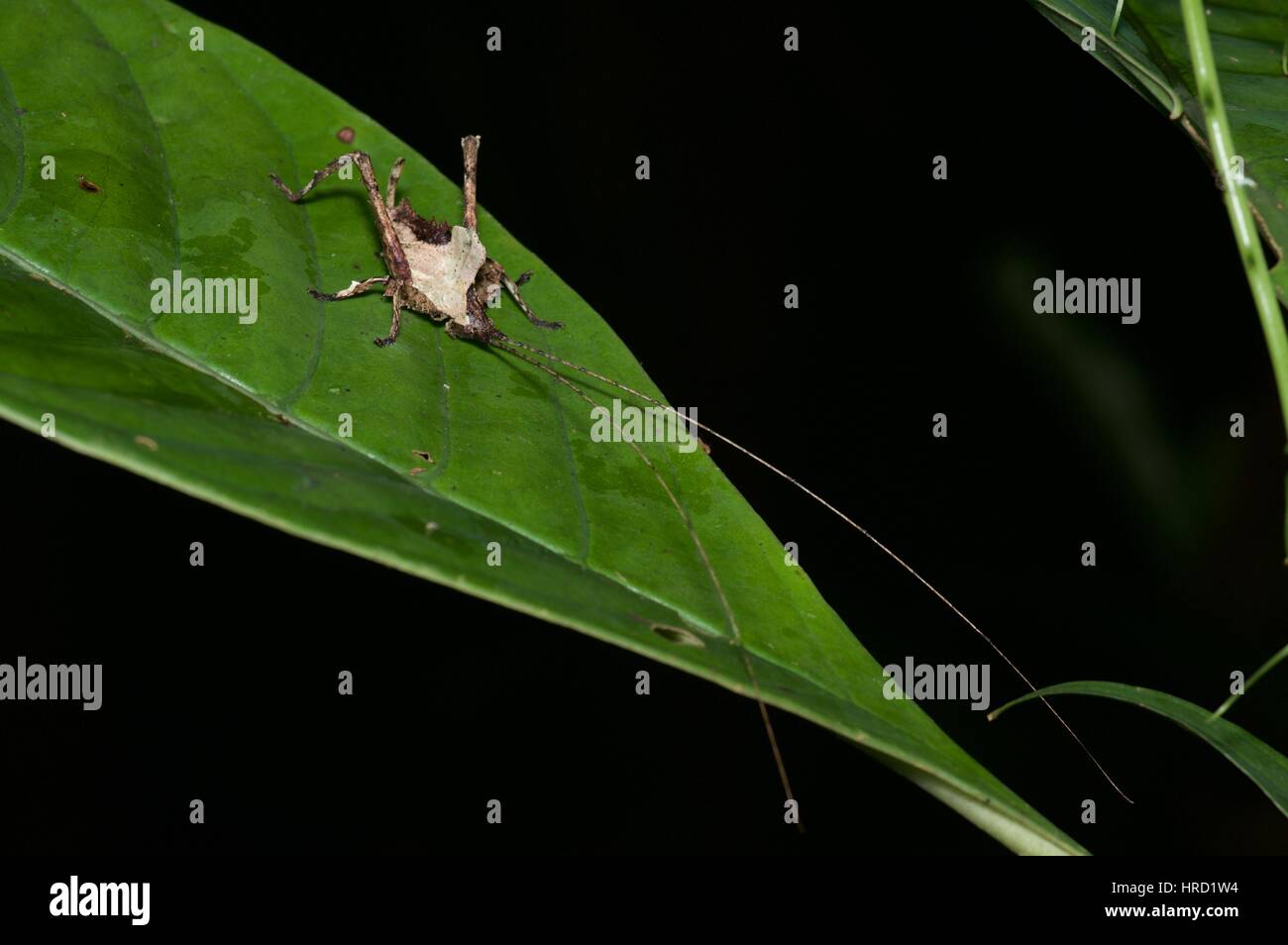 Un dead-foglia di imitare katydid (Typophyllum sp.) su una foglia nella foresta amazzonica in notturna a Loreto, Perù Foto Stock