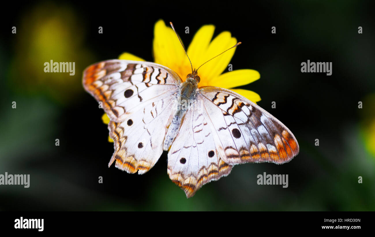 Milkweed Butterfly Foto Stock