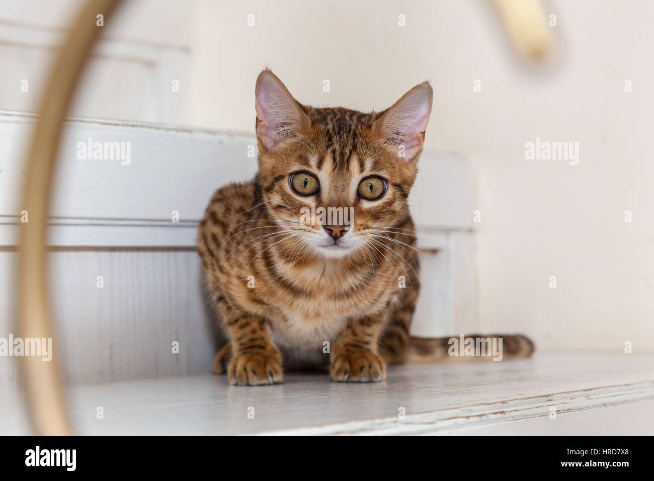 Gatto bengala,piccola giocoso il bengala Gatto sdraiato sulle fasi di attesa per il gioco. Foto Stock