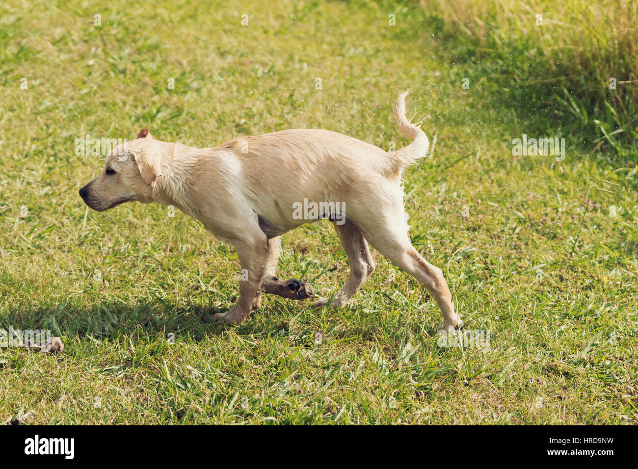 Una serie di immagini di un bianco labrador retriever cucciolo acqua di scuotimento di lui con un background erbosa. Foto Stock