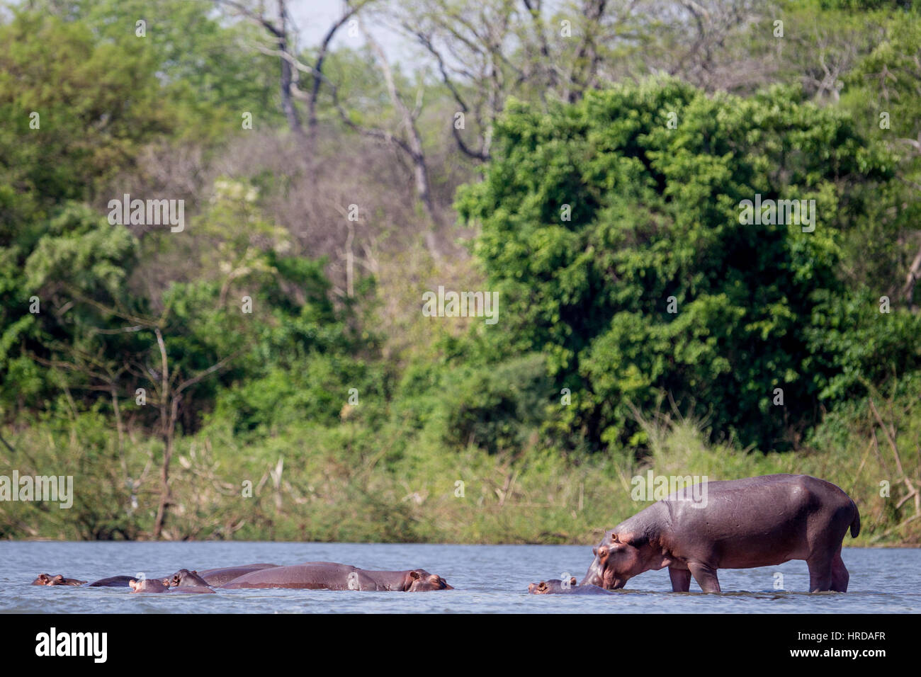 Gran parte della fauna selvatica di Majete riserva faunistica in Malawi è stata ripristinata attraverso reintroductions e sforzi concertati nel corso degli ultimi anni. Foto Stock