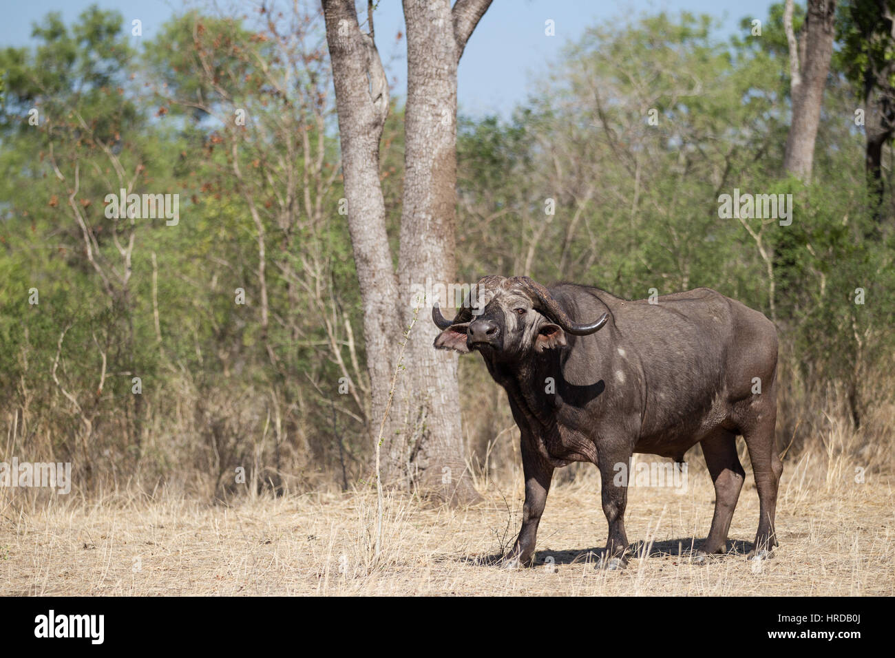 Gran parte della fauna selvatica di Majete riserva faunistica in Malawi è stata ripristinata attraverso reintroductions e sforzi concertati nel corso degli ultimi anni. Foto Stock