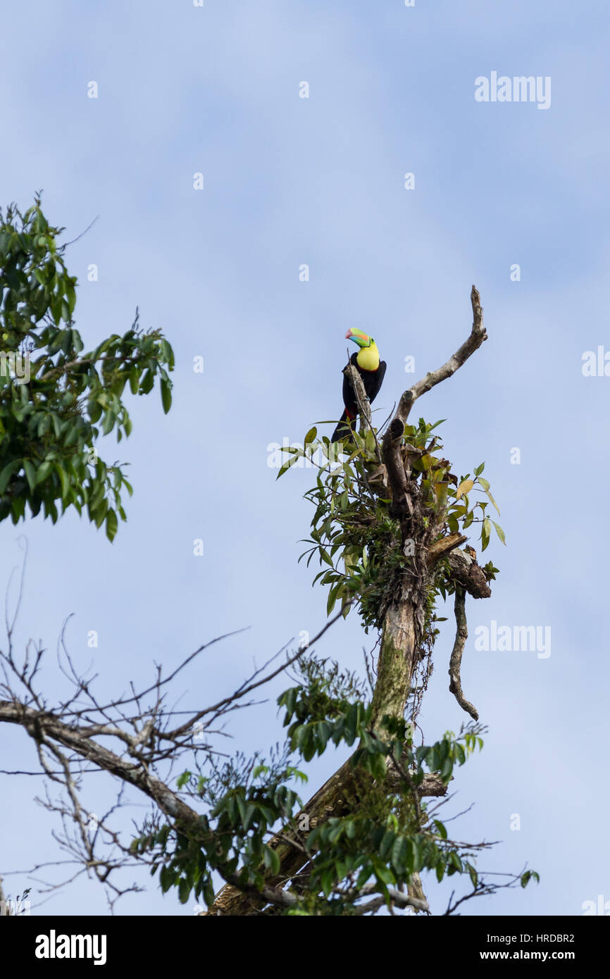 La chiglia fatturati Toucan, zolfo-breasted Toucan o Rainbow fatturati Toucan, Ramphastos sulfuratus, è l'uccello nazionale del Belize. Si va dal Messico Foto Stock