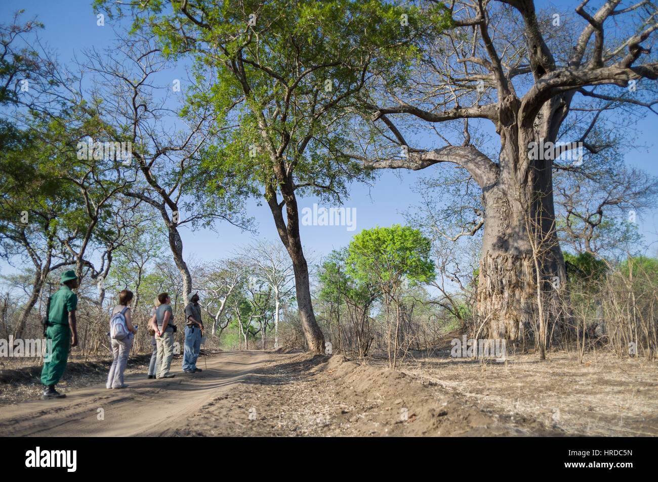 Majete riserva faunistica in Malawi è uno dei paesi più popolare destinazione safari ed è attualmente il solo parco con i Big Five. Foto Stock