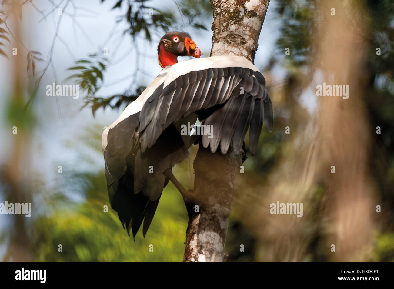 King Vulture (Sarcoramphus papa) fotografato in Sooretama, Espirito Santo - Brasile. Foto Stock