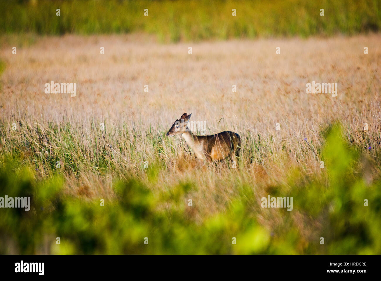 Grigio (brocket Mazama gouazoubira) fotografato in fattoria Cupido & Refúgio, em Linhares, Espirito Santo - Brasile. Foto Stock