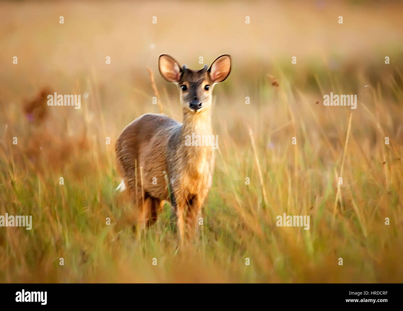 Grigio (brocket Mazama gouazoubira) fotografato in fattoria Cupido & Refúgio, em Linhares, Espirito Santo - Brasile. Foto Stock