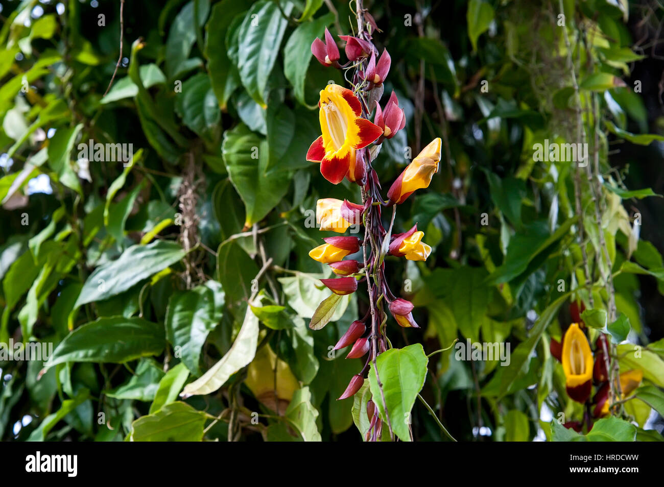 Mysore trumpetvine (Thunbergia mysorensis) o clock indiano vite è una vite rampicante con lunghi, infiorescenze pendente. Foto Stock