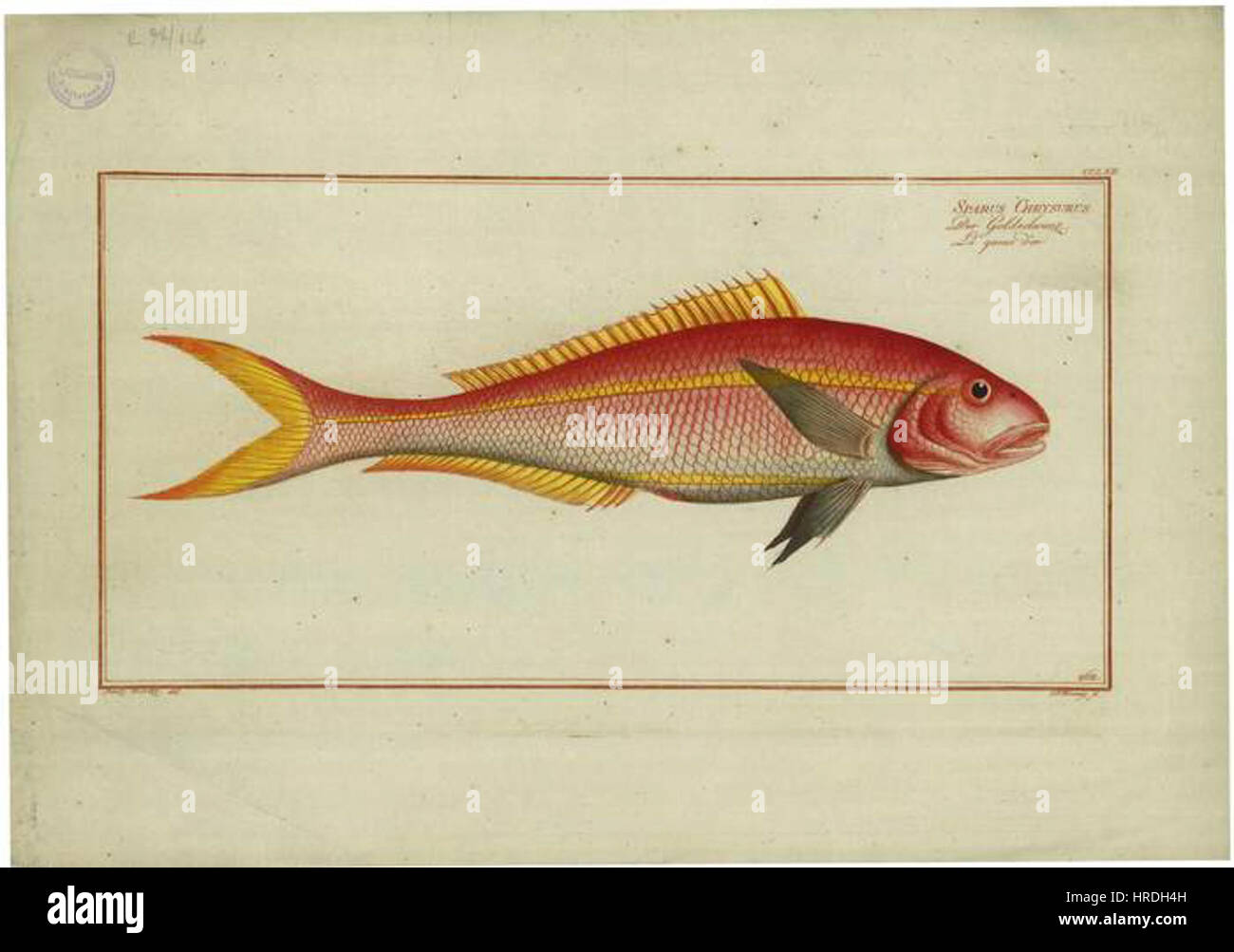"Ocyurus chrysurus", dipinto da Bloch, raffigura un'immagine dettagliata del dentice a coda gialla. Questo pesce è noto per la sua caratteristica coda gialla e la vivace colorazione. Il lavoro di Bloch è un esempio del suo approccio scientifico all'arte della storia naturale, catturando l'anatomia accurata e i colori vividi della vita marina. Foto Stock