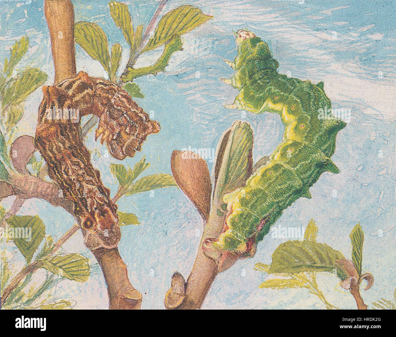 Paolo Robert - Geometra papilionaria Foto Stock