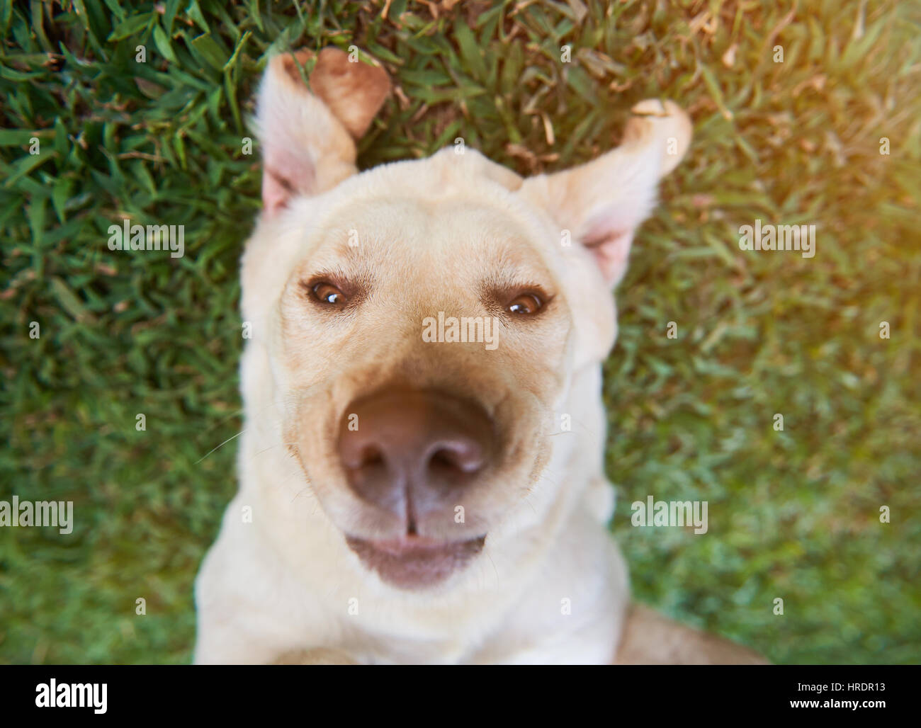 Divertente faccia di labrador cane close-up su erba verde dello sfondo. Riproduzione di giovani labrador cane Foto Stock