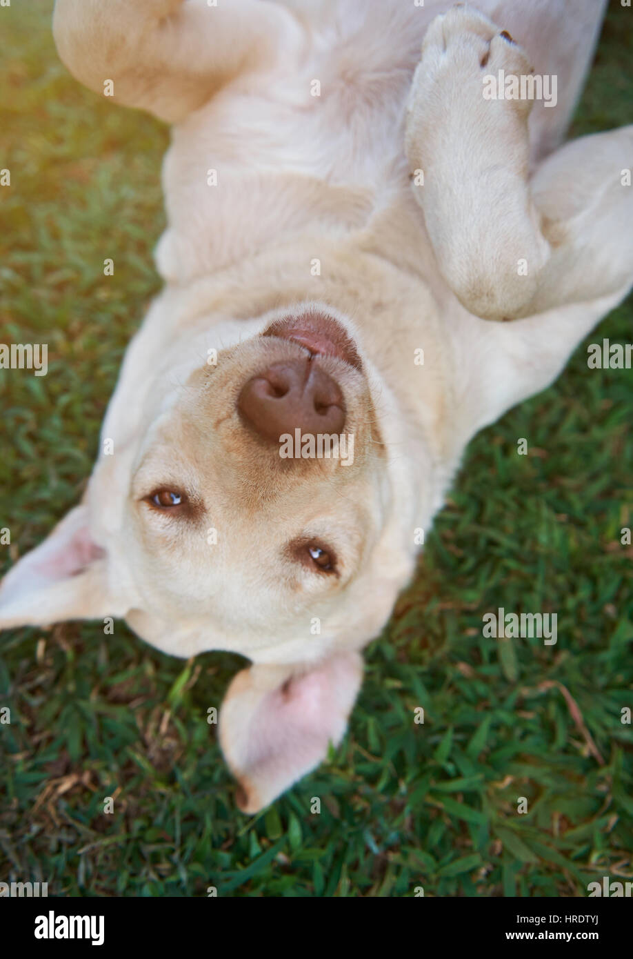 Funny labrador cane posa su erba close-up nella giornata di sole. Giocoso labrador in posizione di parcheggio Foto Stock