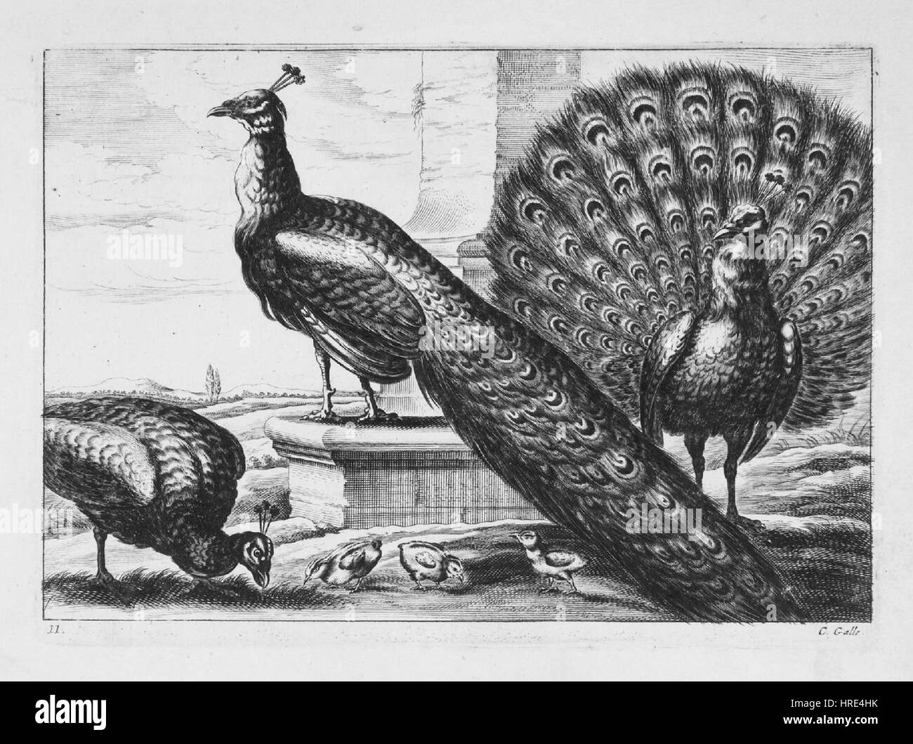 Diversarum avium specie Pavo Foto Stock