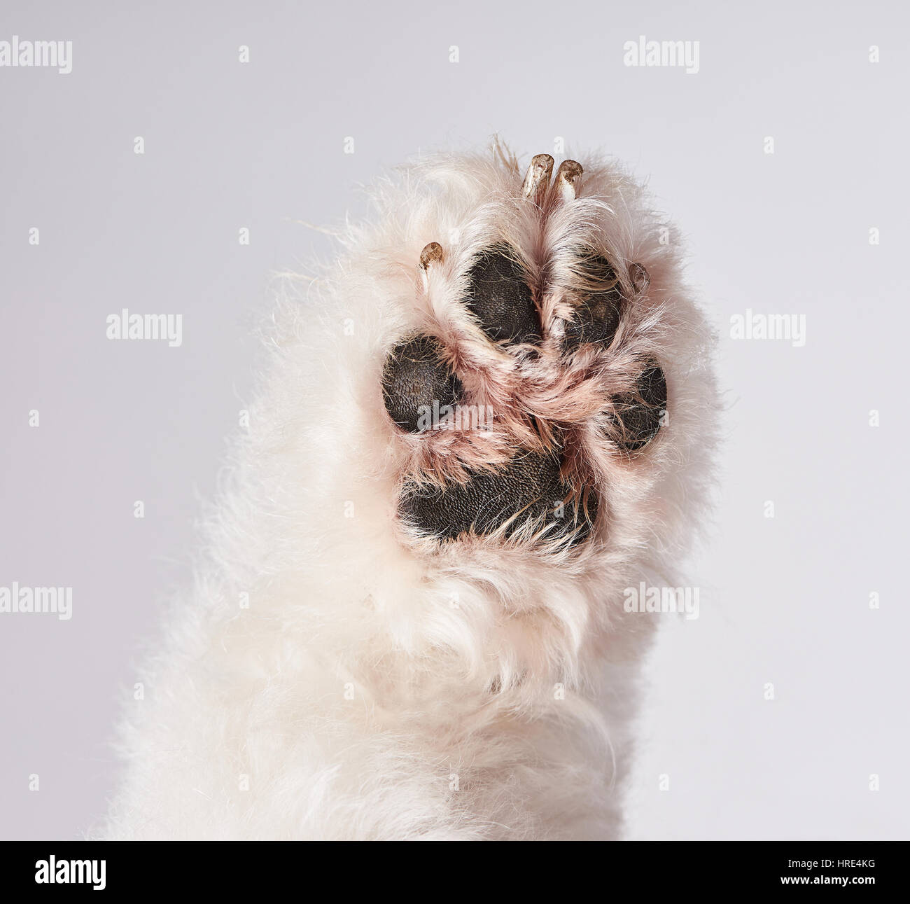 Fondo bianco zampa del cane closeup isolati su sfondo bianco. Una zampa barboncino Foto Stock