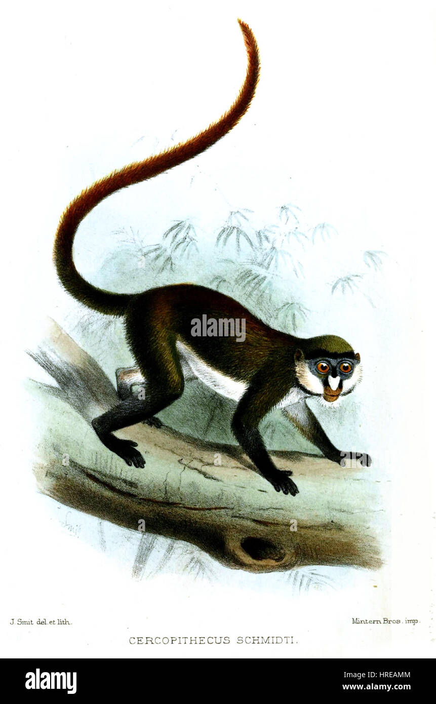 CercopithecusSchmidtiSmit Foto Stock
