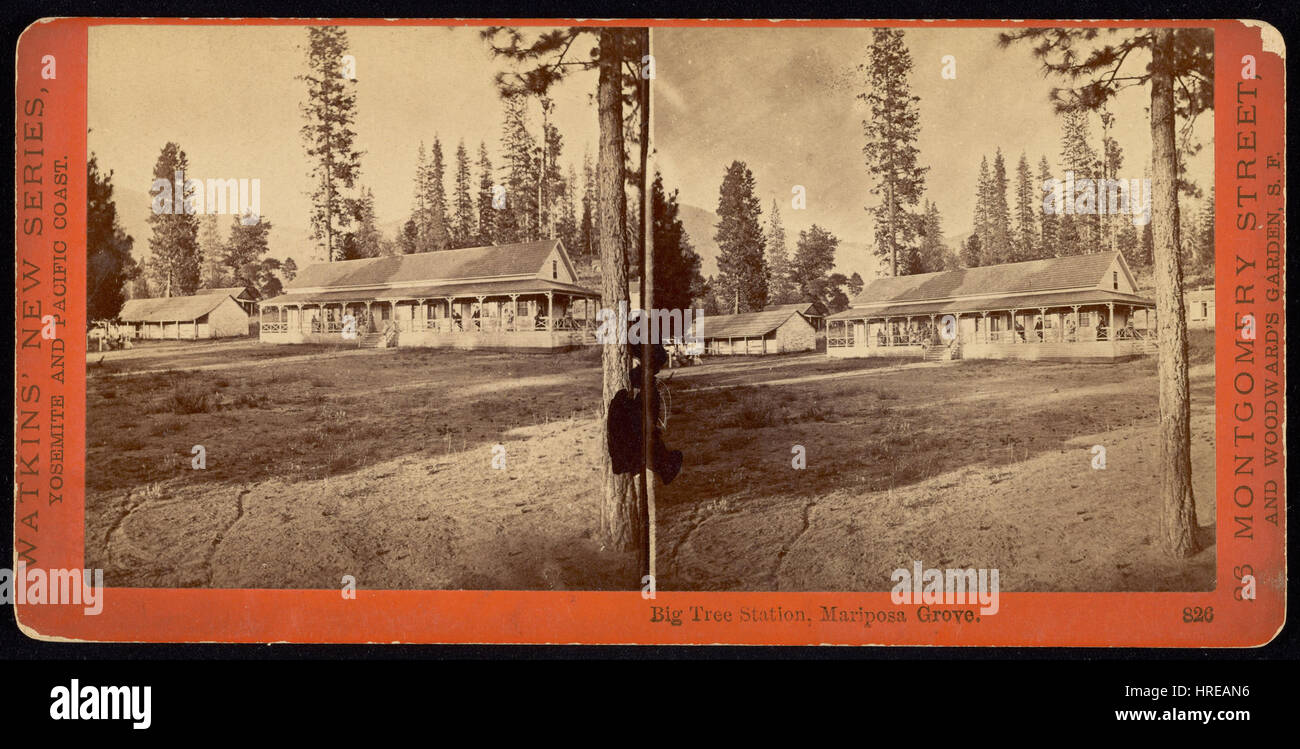 La fotografia del XIX secolo di Carleton Watkins della Big Tree Station a Mariposa Grove cattura gli imponenti alberi di sequoia. Il suo lavoro esemplifica la grandezza del paesaggio naturale della California e il suo ruolo nel promuovere la bellezza della regione a un pubblico più ampio. Foto Stock