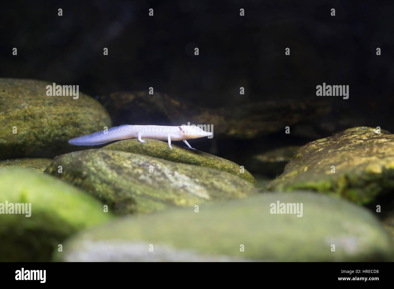 Close up di un cieco Texas salamander strisciando lungo le rocce Foto Stock